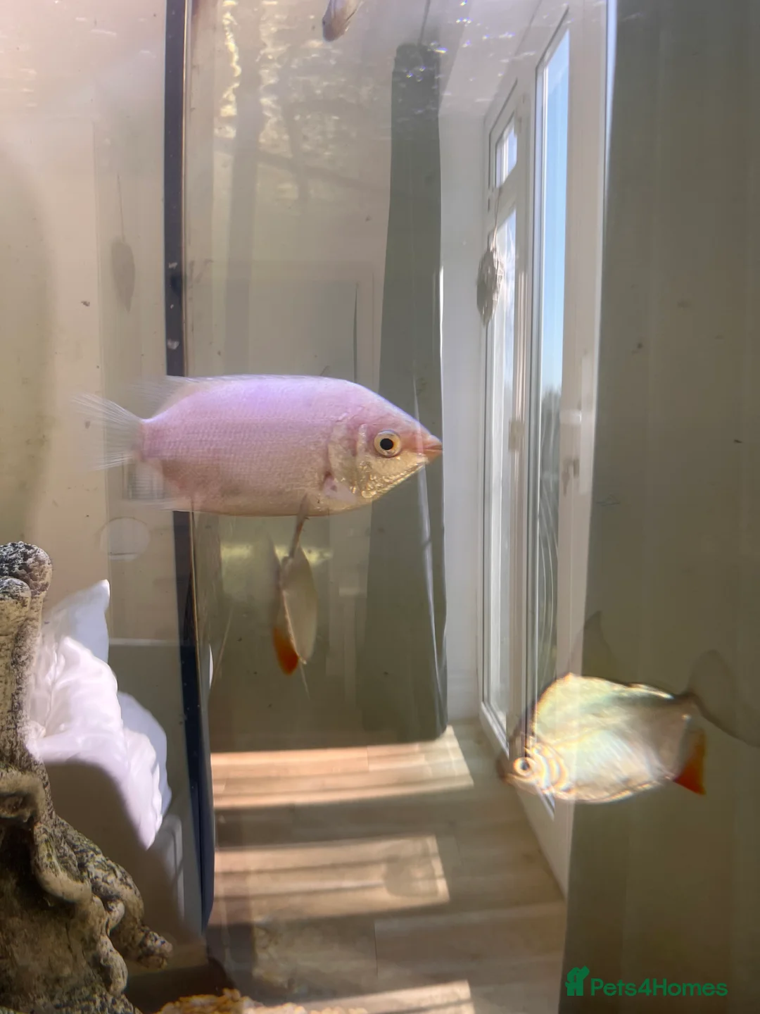 Gouramis fish for sale: XL white kissing gourami  in Leicester - Advert 2