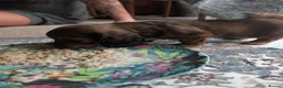 Dachshund dogs for sale: Miniature Dachshund pups  - Advert 7