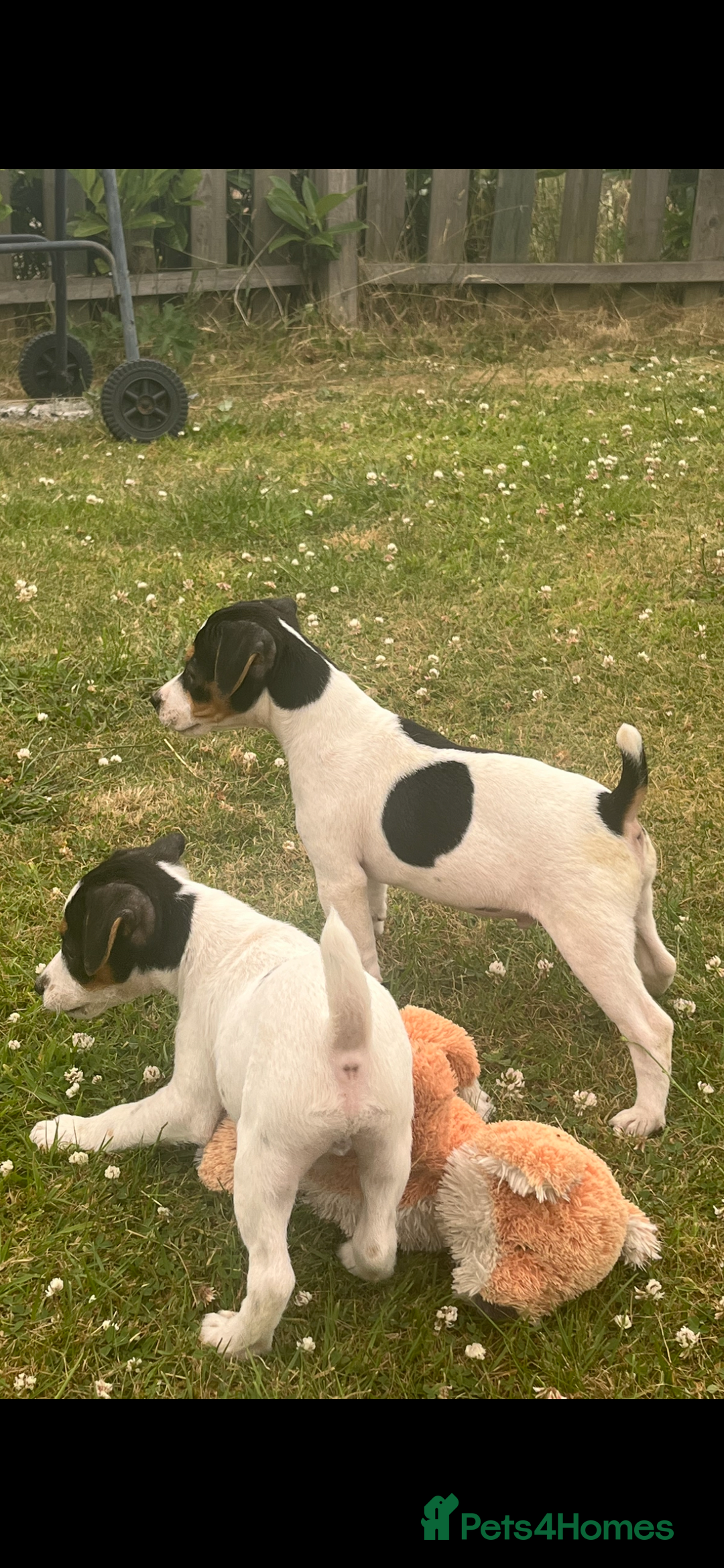 Jack Russell dogs for sale: JACKRUSSELL PUPPYS in Shrewsbury - Image 15