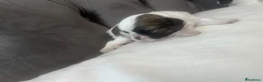 Shih Tzu 2