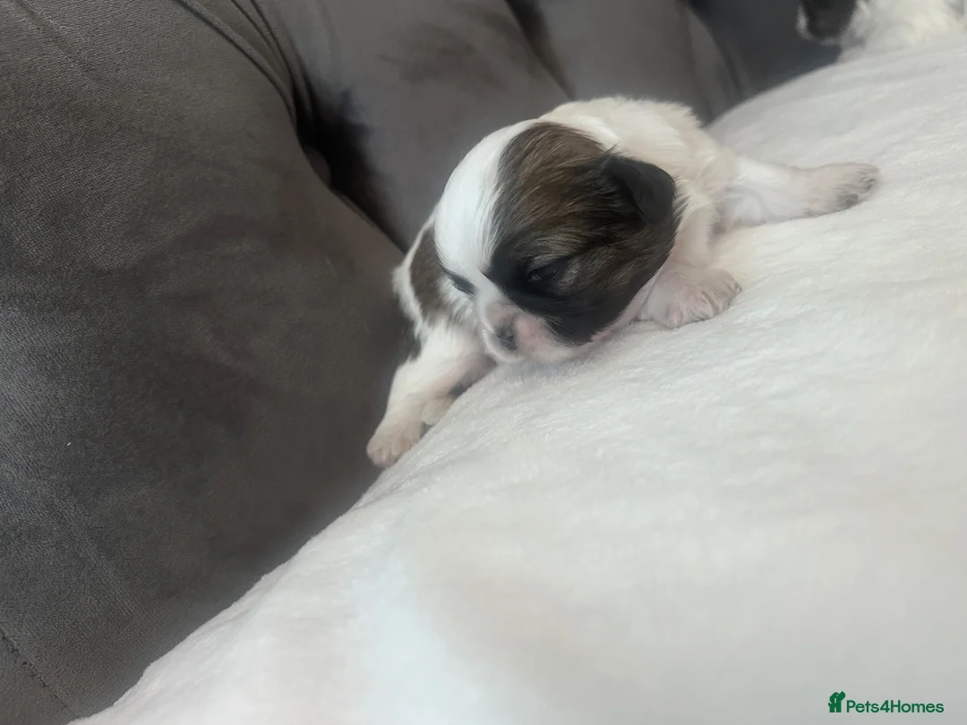 Shih Tzu dogs for sale: Standard Shih Tzu puppies  - Advert 16