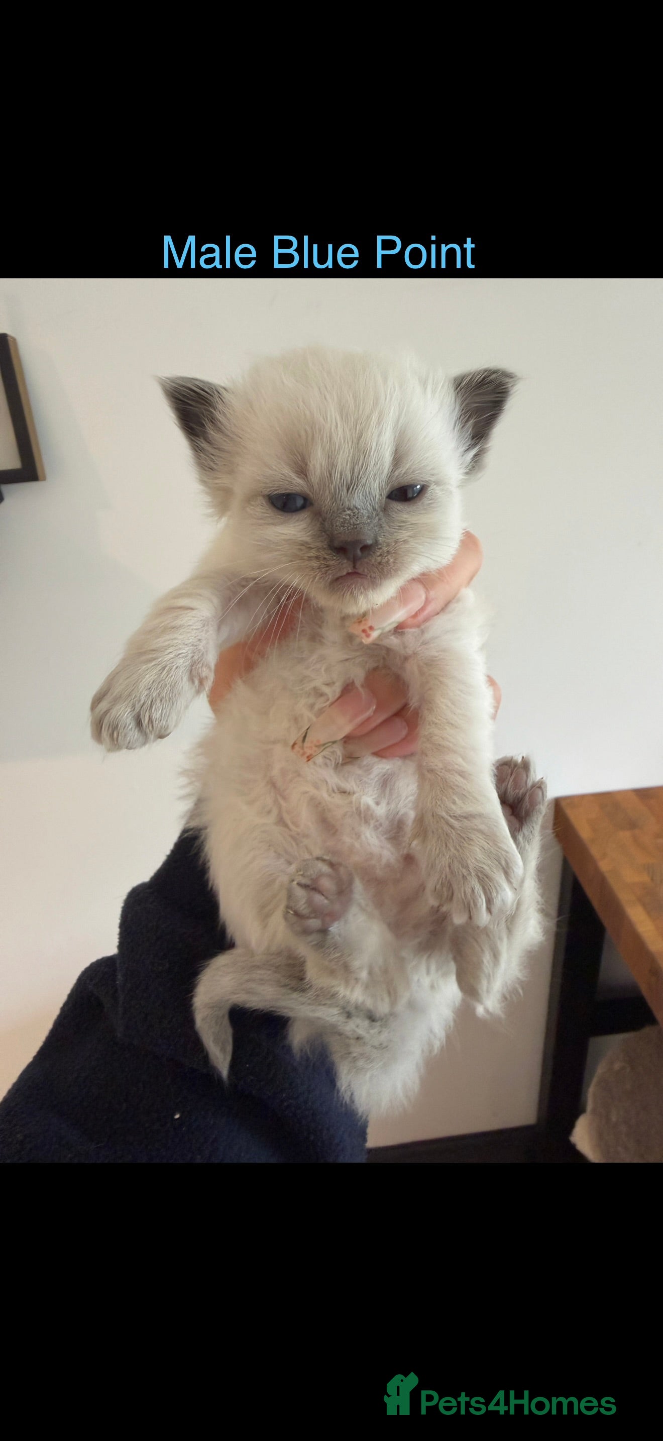 Ragdoll cats for sale: Pedigree Ragdoll Kittens - Advert 3