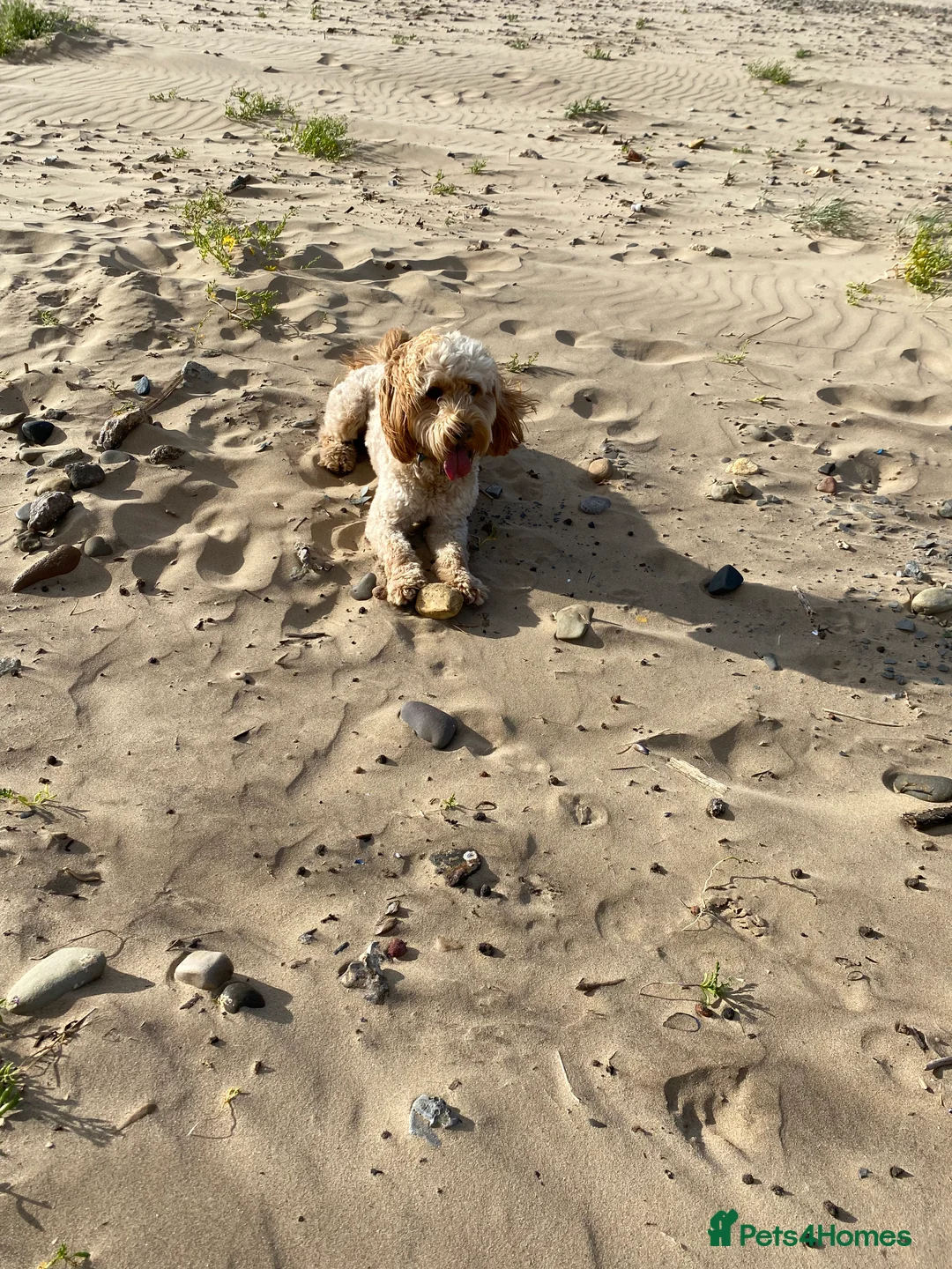 Cockapoo dogs for stud: Cockapoo stud in Durham - Advert 4