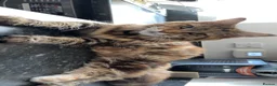 Maine Coon cats for sale: Stunning purebred Maine Coon Kittens  - Advert 2