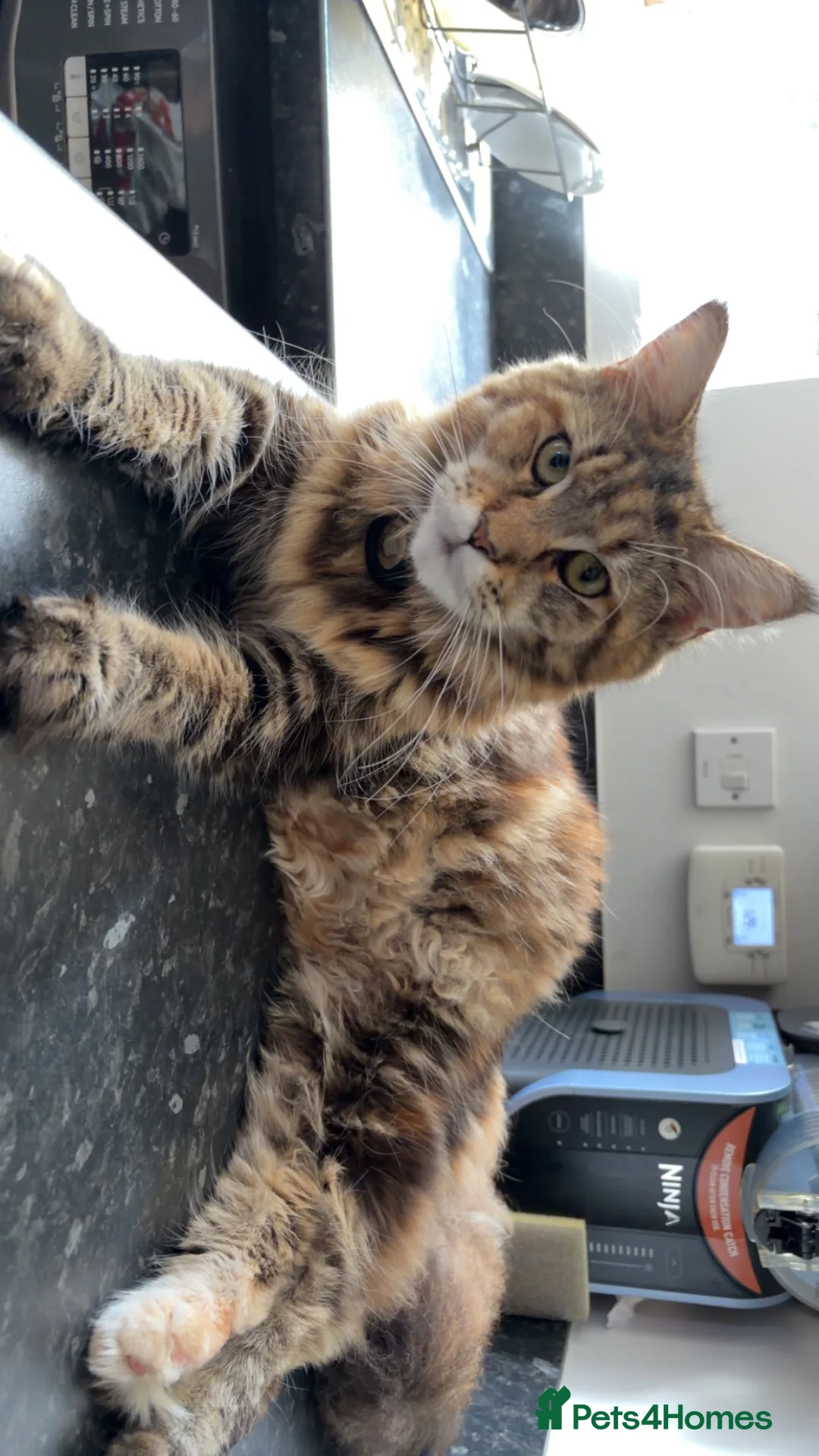 Maine Coon cats for sale: Stunning purebred Maine Coon Kittens  - Advert 2