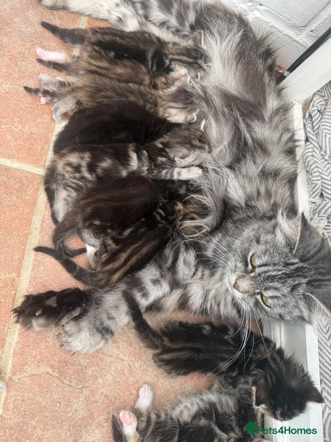 Norwegian Forest Cat cats for sale: 10 stunning family raised kittens - Advert 1