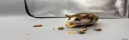 Hamster rodents for sale: Pedigree tame Syrian hamsters  - Advert 2