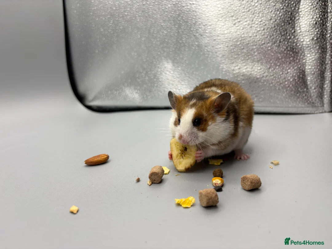 Hamster rodents for sale: Pedigree tame Syrian hamsters  - Advert 2