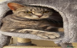 Bengal cats for sale: Bengal Cross kittens - Image 6