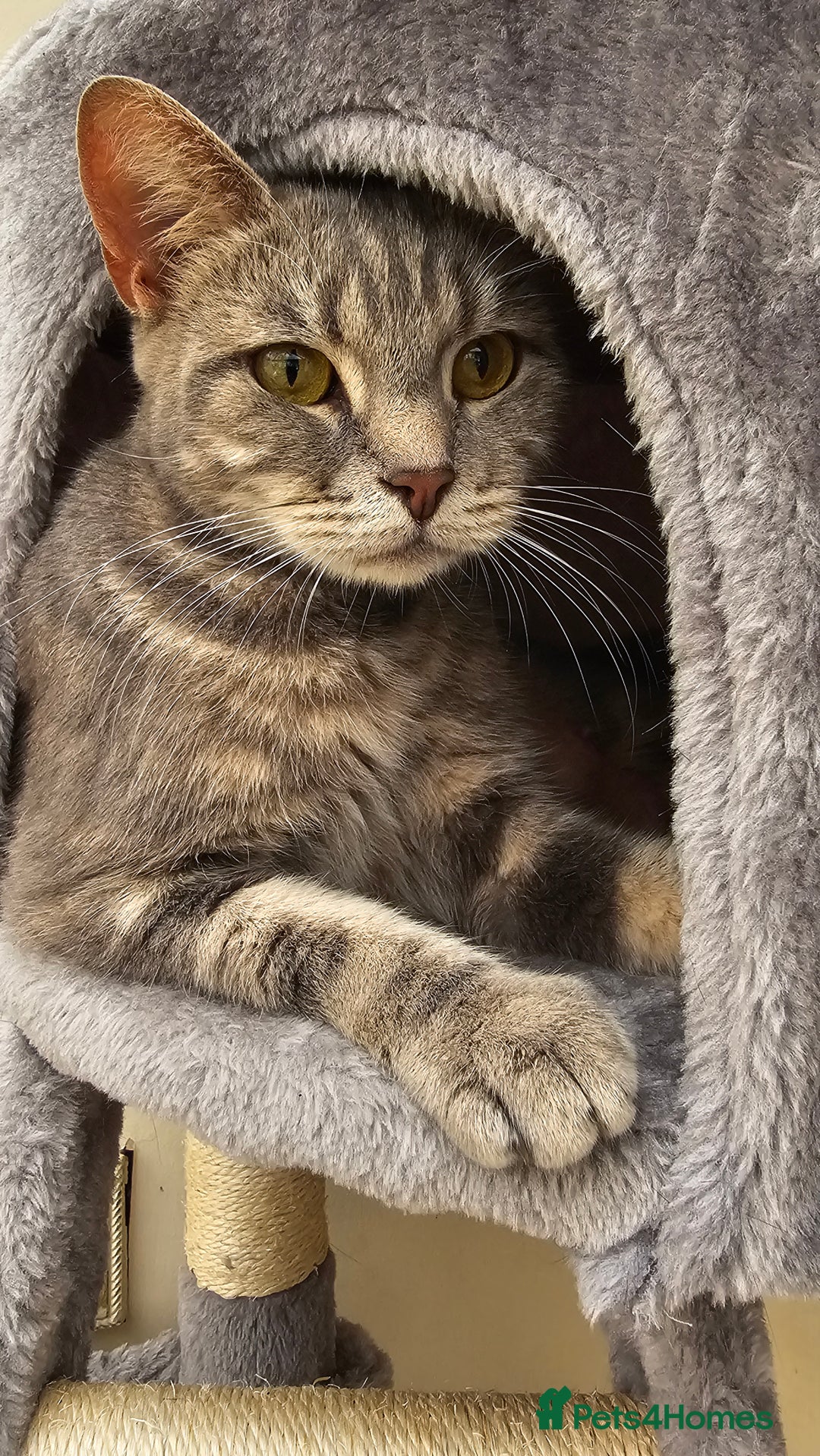 Bengal cats for sale: Bengal Cross kittens - Image 6