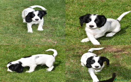 Cocker Spaniel dogs for sale: Kc Reg Working Cocker Spaniels. - Image 5