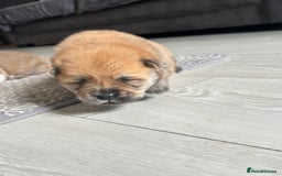 Chow Chow dogs for sale: chow chow puppies  - Image 7