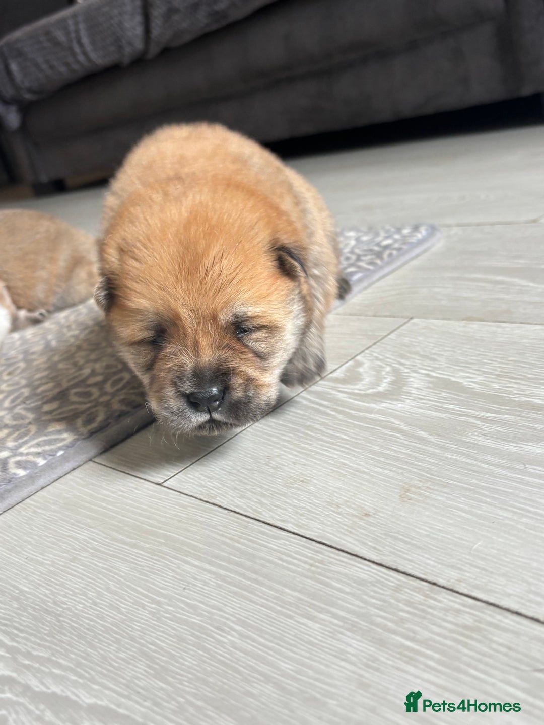 Chow Chow dogs for sale: chow chow puppies  - Image 7