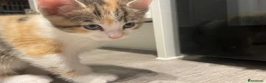 Kitten 3
