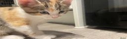Mixed Breed cats for sale: Beautiful mixed American Kittens  - Advert 10