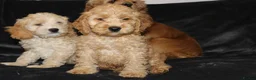 Cockapoo dogs for sale: American cockapoo from health tested parents - Advert 3