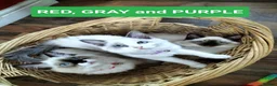 Ragdoll cats for sale: Beautiful Ragdoll Kittens in Wakefield - Advert 6