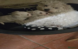 Bichon Frise dogs for sale: Bichon frise  - Image 10