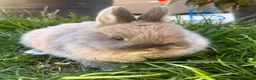 Netherland Dwarf rabbits for sale: Netherland Dwarf Rabbits For Sale - Advert 8