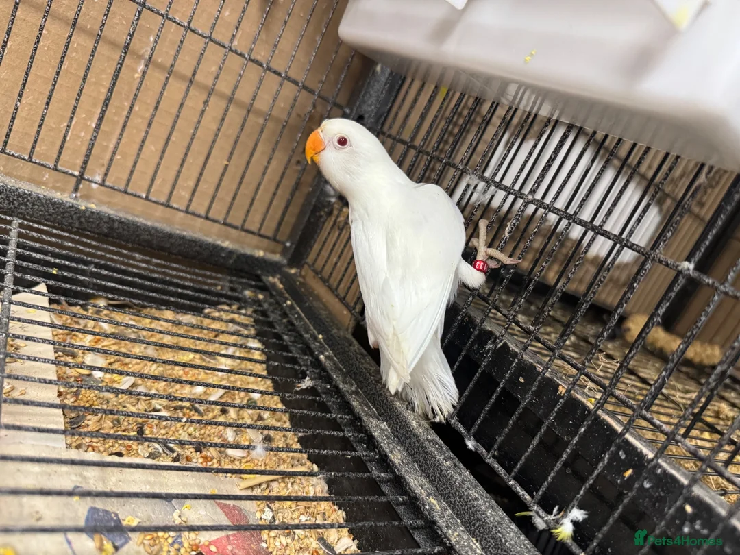 Lovebirds birds for sale: For Sale: Beautiful 6-month-old Albino Lovebird!  - Advert 6