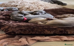 Weimaraner dogs for sale: *2 LEFT *BEAUTIFUL KC WEIM PUPS 2ND/FINAL LITTER  - Advert 11