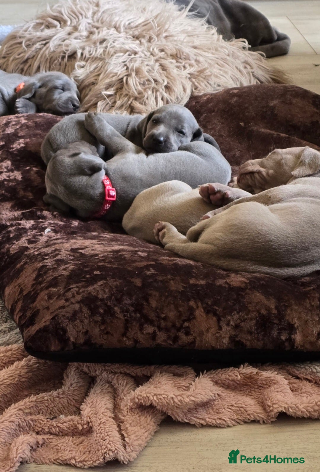 Weimaraner dogs for sale: *2 LEFT *BEAUTIFUL KC WEIM PUPS 2ND/FINAL LITTER  - Advert 11