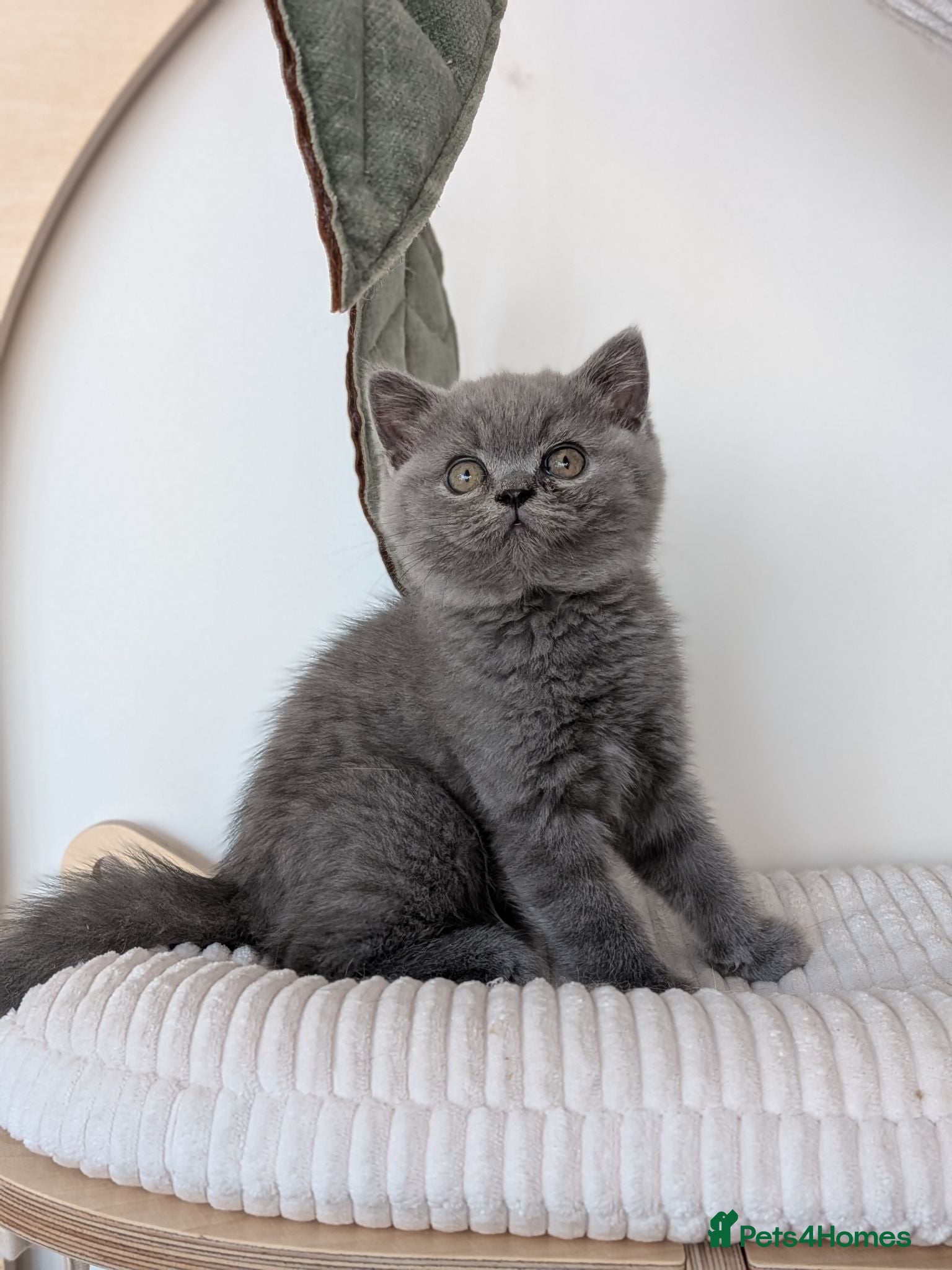 British Shorthair cats GCCF registered Kittens champion bred - Advert 1