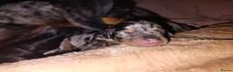 Mixed Breed dogs for sale: 5 beautiful dachshund cross brussels griffon pups  - Advert 10