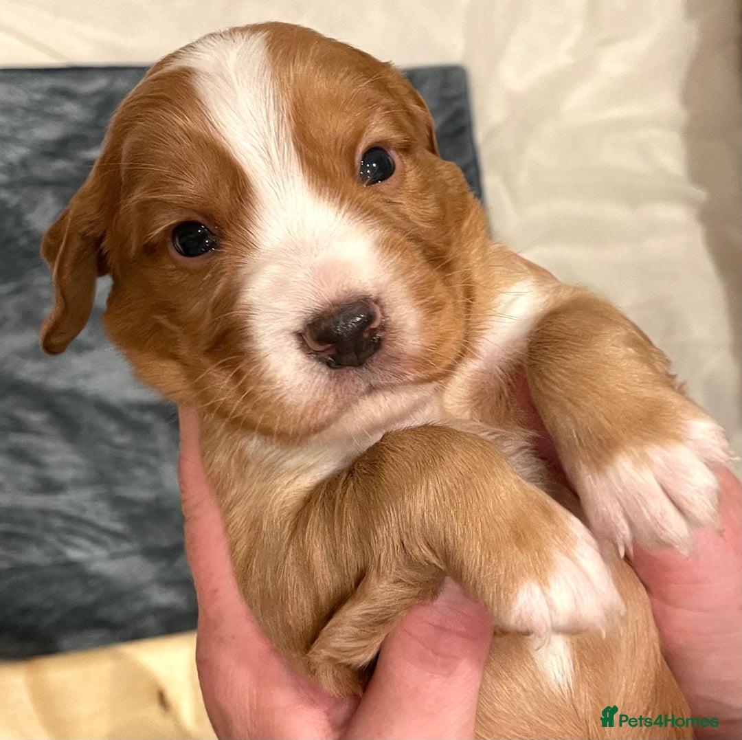 Cocker Spaniel dogs for sale: Cocker Spaniel Puppies - Advert 20