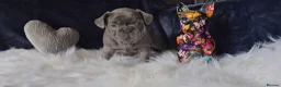French Bulldog dogs for sale: 🐶💜 KC Registered French Bulldog Puppies - Advert 9