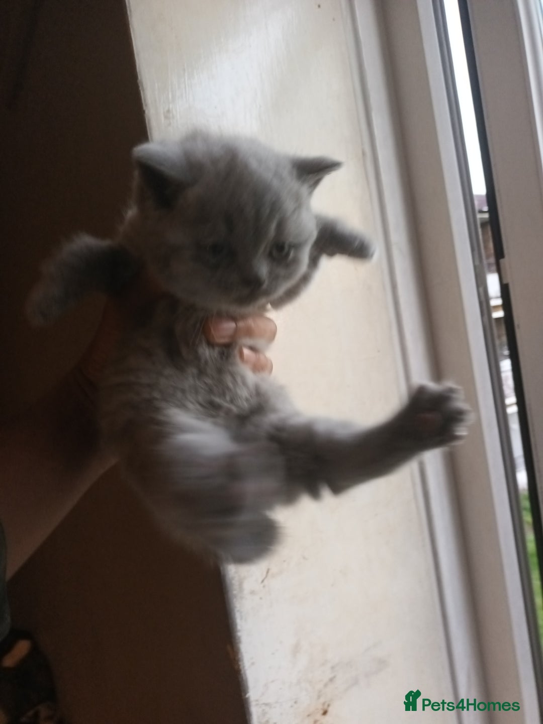 British Shorthair cats for sale: ONLY ONE FEMALE BRITISH SHORTHAIR LEFT - Advert 6