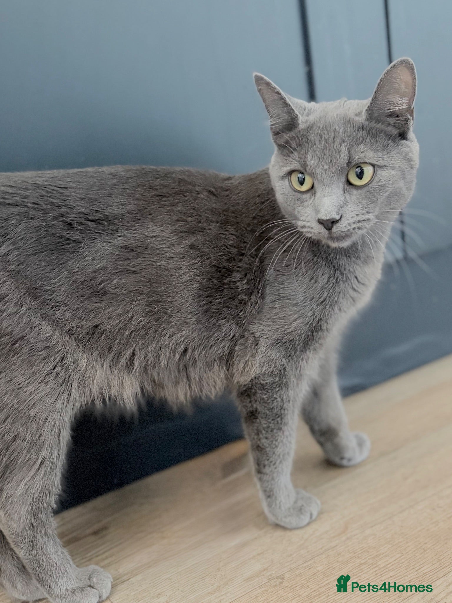 Russian Blue cats 6 beautiful Siamese x RussianBlue Kittens for Sale - Advert 15