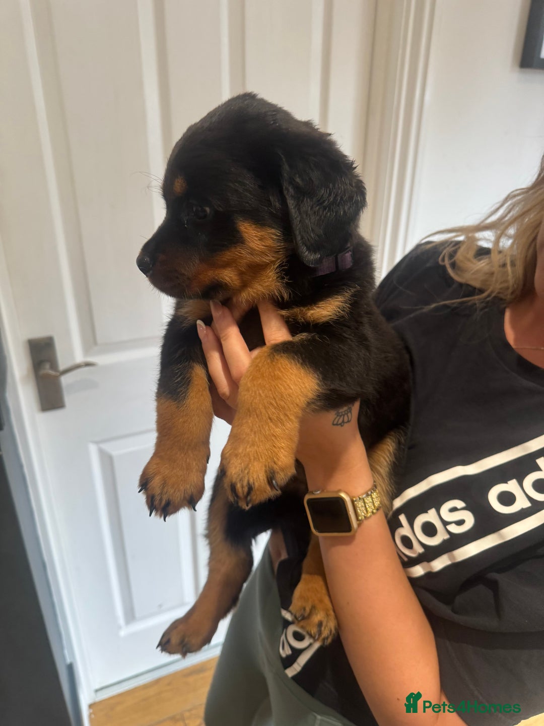 Rottweiler dogs for sale: Rottweiler chunky Puppies *READY TO LEAVE* - Image 14