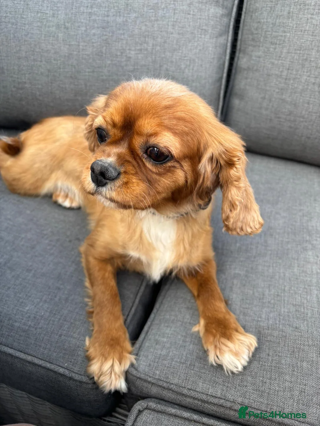 Cavalier King Charles Spaniel dogs for sale: CAVALIER KING CHARLES BITCH KC REGISTERED  - Advert 2