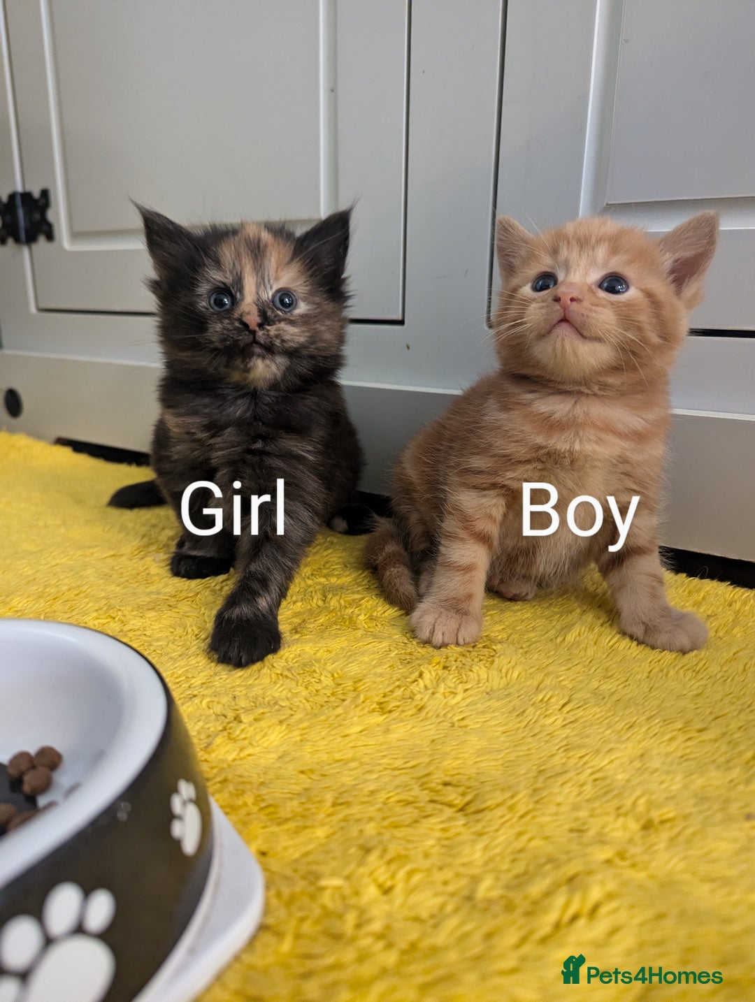Mixed Breed cats for sale: wonderful Kittens  - Image 6