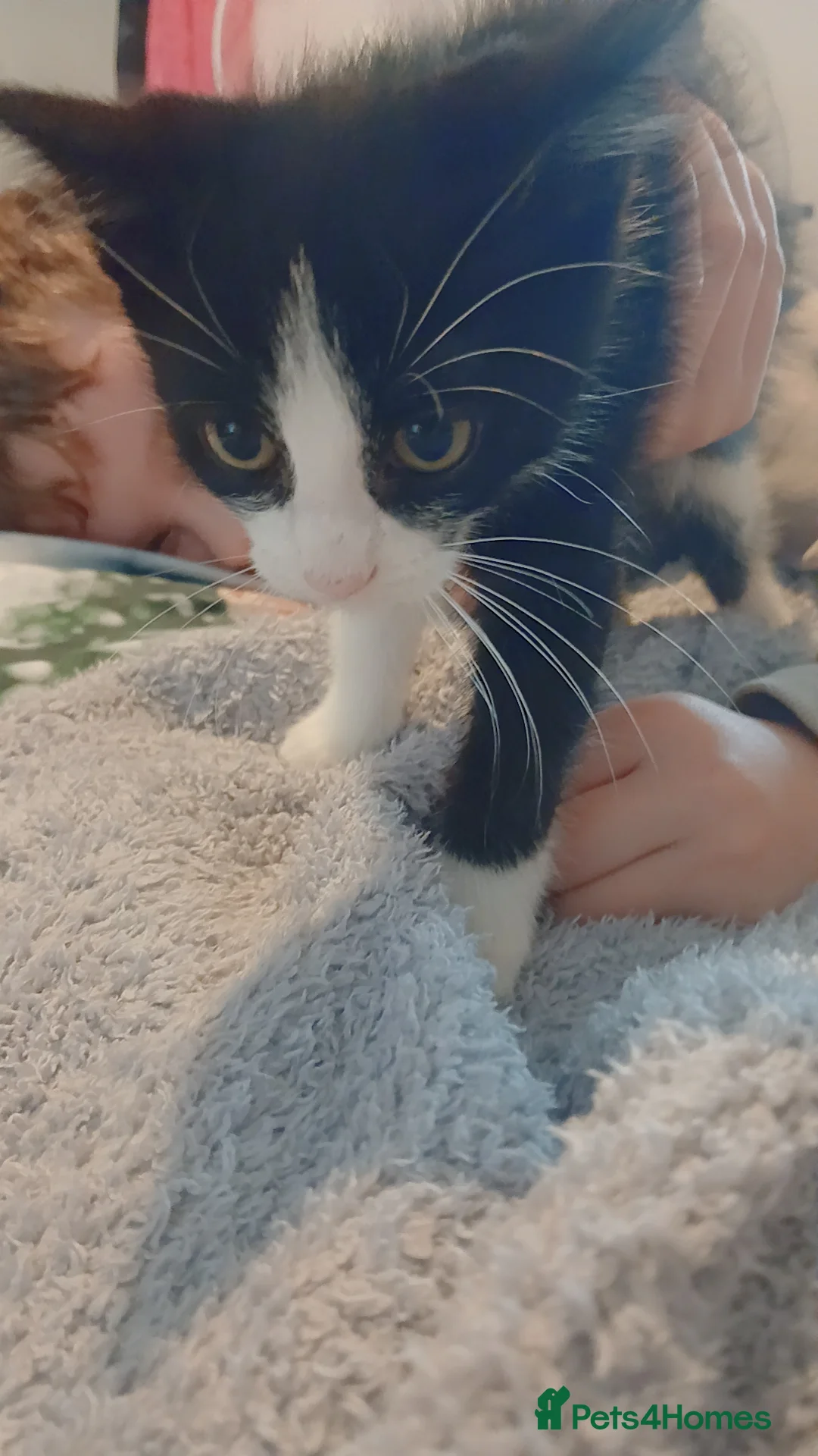 Mixed Breed cats for sale: 10 weeks old  - Advert 4