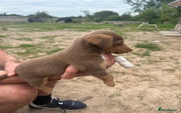 Jack Russell dogs for sale: Beautiful Jack Russell Puppies for sale  - Image 5