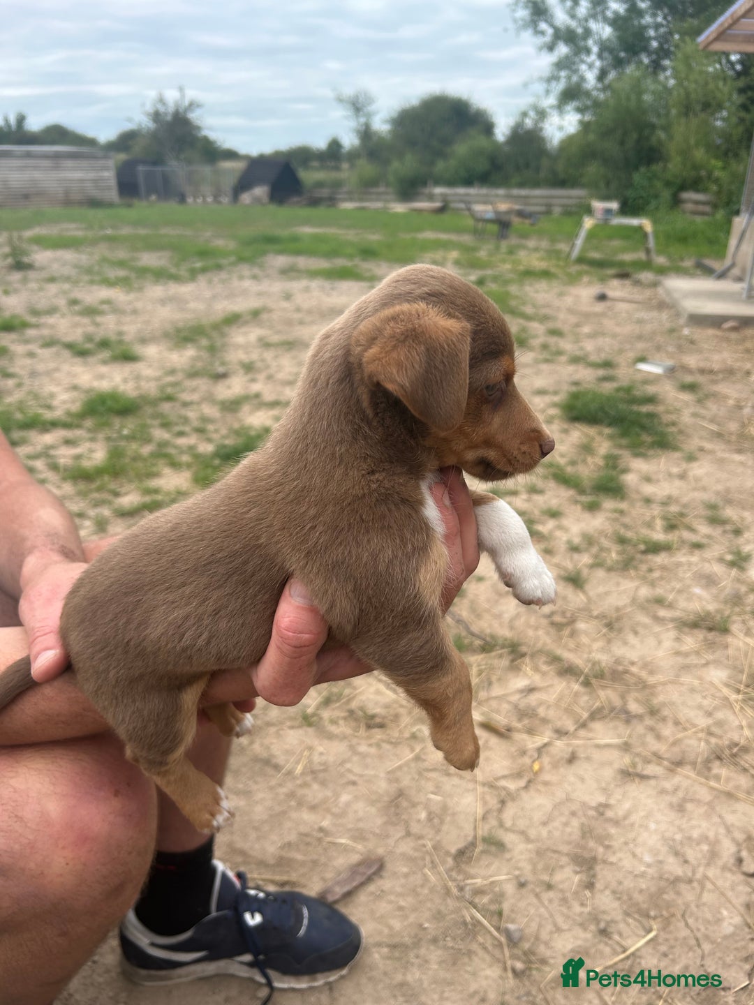 Jack Russell dogs for sale: Beautiful Jack Russell Puppies for sale  - Image 5