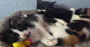 Mixed Breed cats in Bridgend - Advert 7