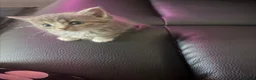 Ragdoll cats for sale: Ragdoll female cat - Advert 17