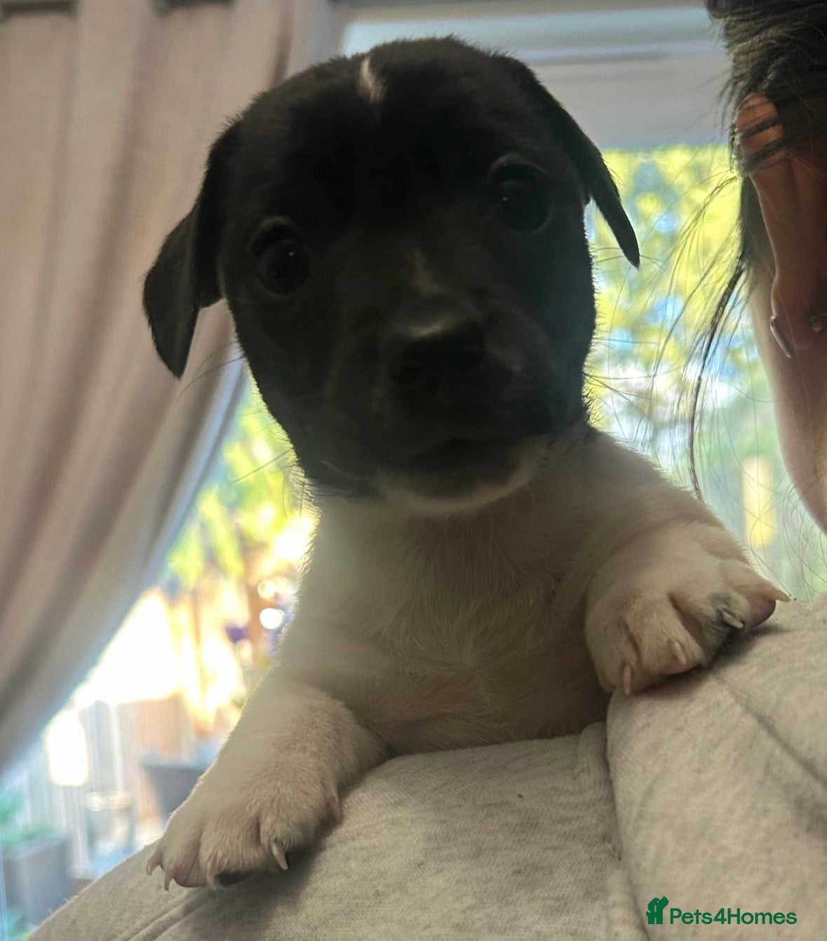 Jack Russell dogs Beautiful Jack Russell babies  - Advert 1