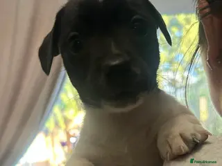 Jack Russell dogs Beautiful Jack Russell babies - Advert 1