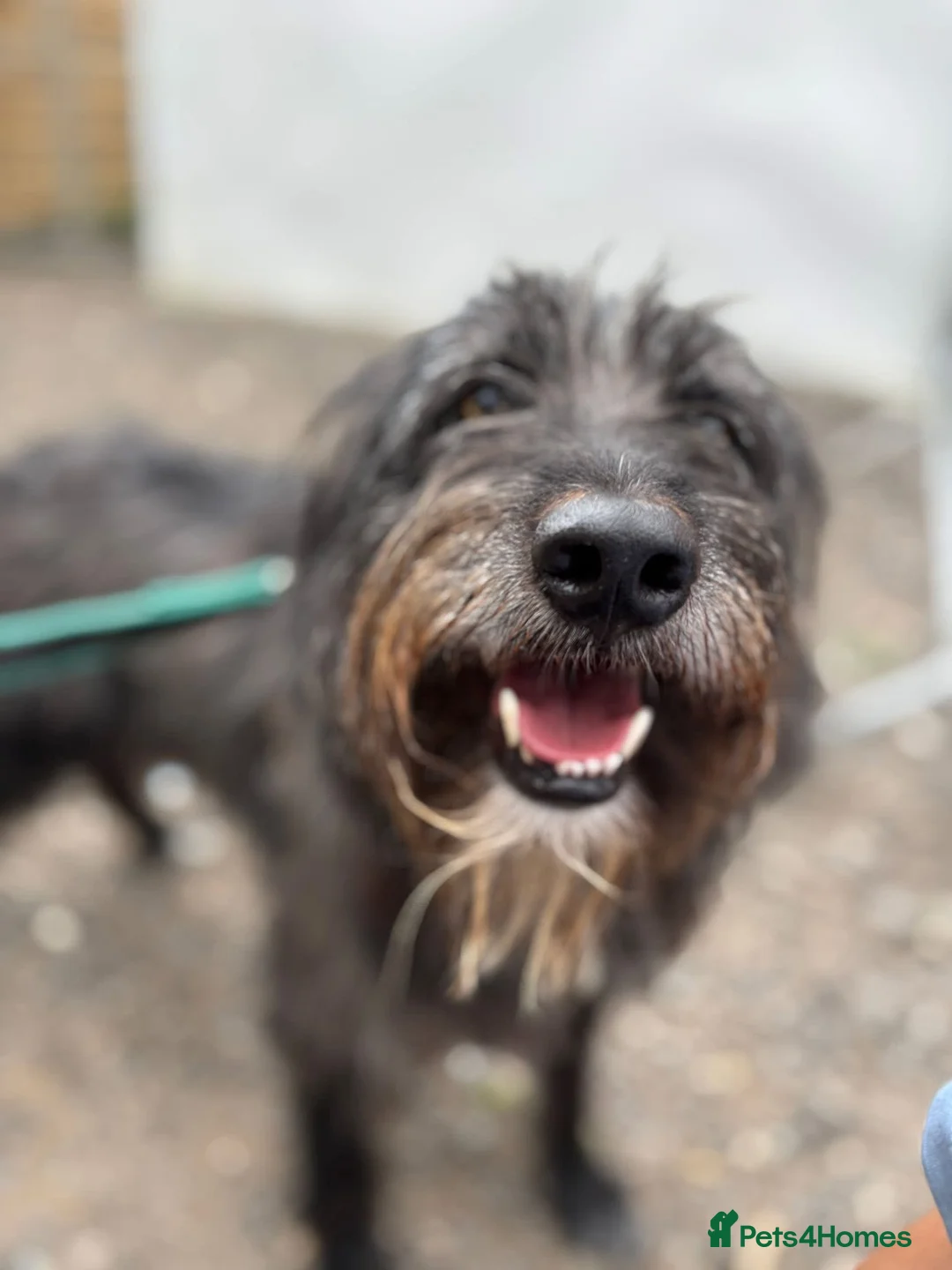 Mixed Breed dogs for adoption: Herbie 💚 Female-only home needed! - Advert 2