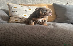 English Bulldog dogs for sale: Lilac and tan miniature female  - Image 8