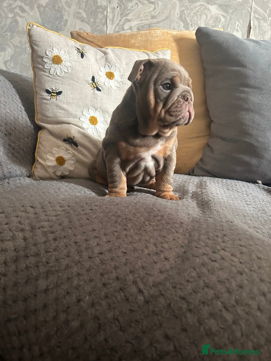 English Bulldog dogs for sale: Lilac and tan miniature female  - Image 8