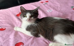 Domestic Shorthair cats for sale: Kittens looking for forever home - Image 8