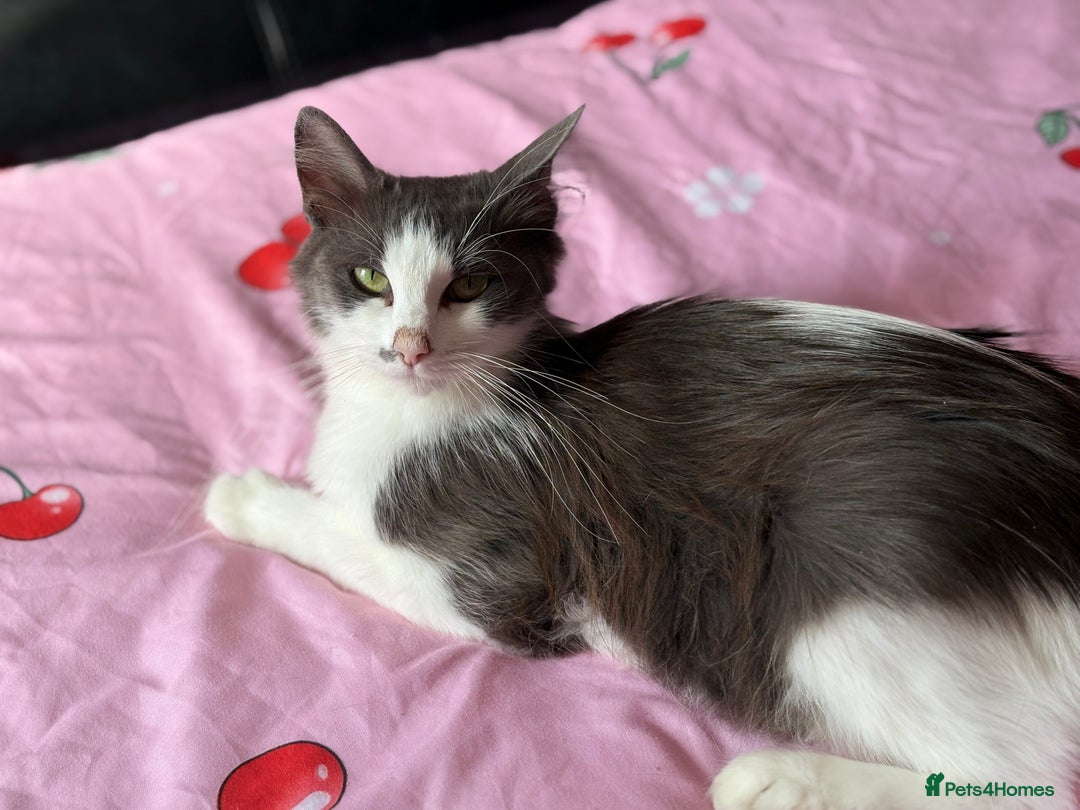 Domestic Shorthair cats for sale: Kittens looking for forever home - Image 8