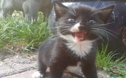 Mixed Breed cats for sale: 4 sweet happy tuxedo kittens - Image 16