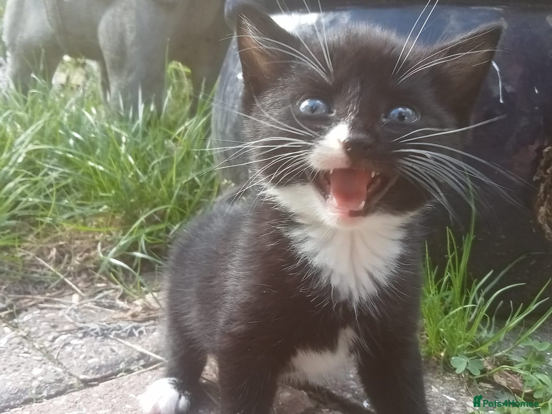 Mixed Breed cats for sale: 4 sweet happy tuxedo kittens - Image 16