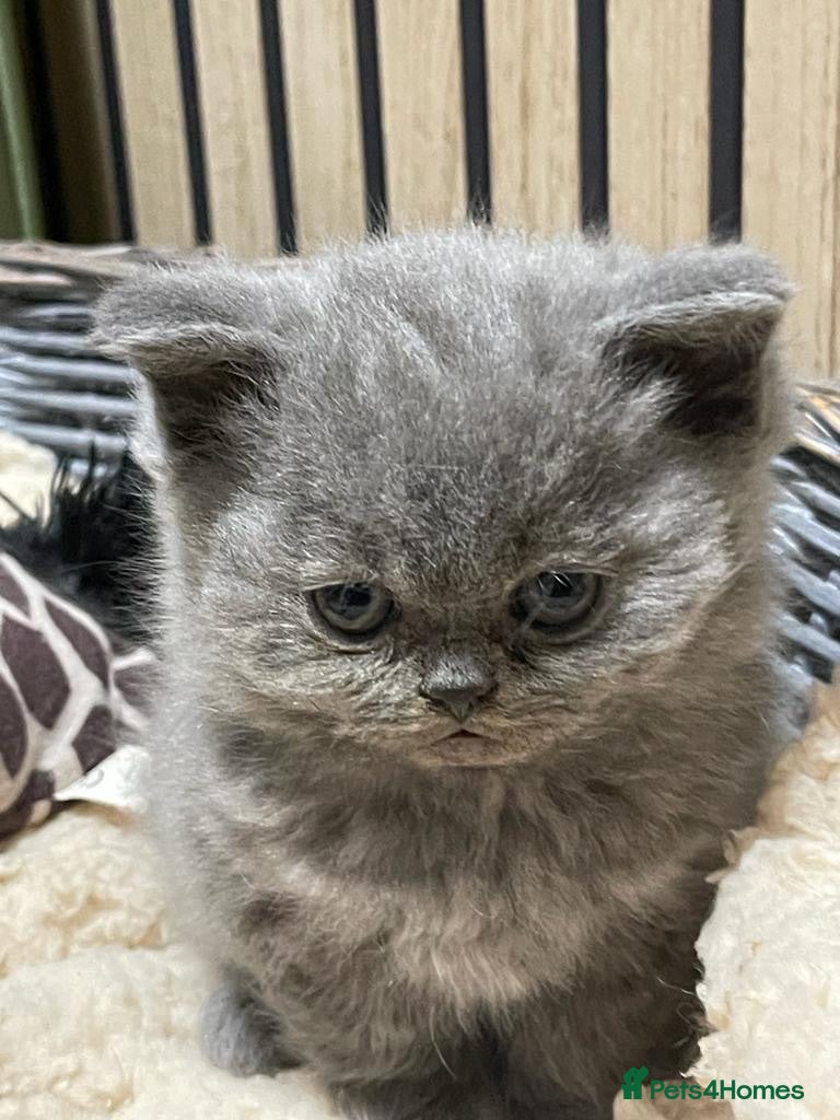 British Shorthair cats PEDIGREE BRITISH SHORTHAIR BLUE KITTENS - Advert 1